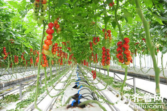 西红柿吊着生长，根部吸收营养液。