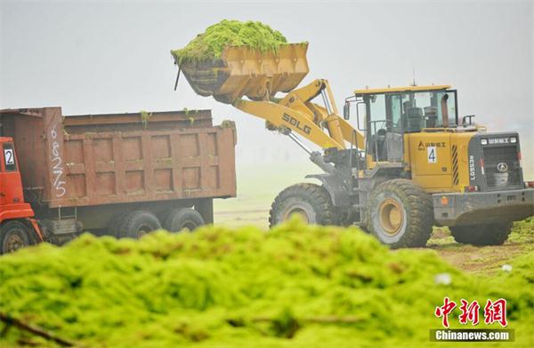 浒苔袭入青岛西海岸 铲车卡车紧急应对