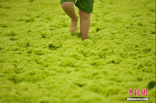 浒苔袭入青岛西海岸 铲车卡车紧急应对