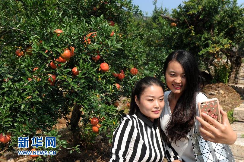 #（农业）（2）山东枣庄：石榴渐红引游客