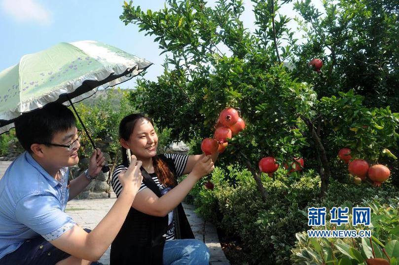 #（农业）（1）山东枣庄：石榴渐红引游客
