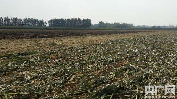 山东高青发生故意毁坏农民粮田事件 村委带人破坏秋收