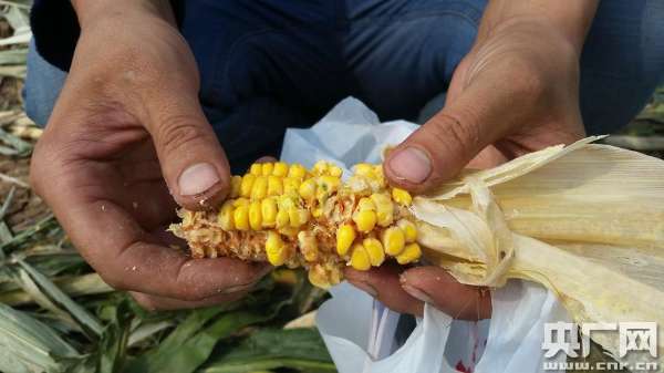 山东高青发生故意毁坏农民粮田事件 村委带人破坏秋收