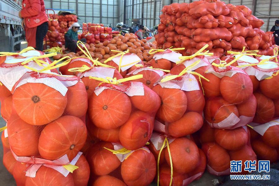 （晚报）（1）万圣节前山东寿光蔬菜批发市场南瓜销售忙