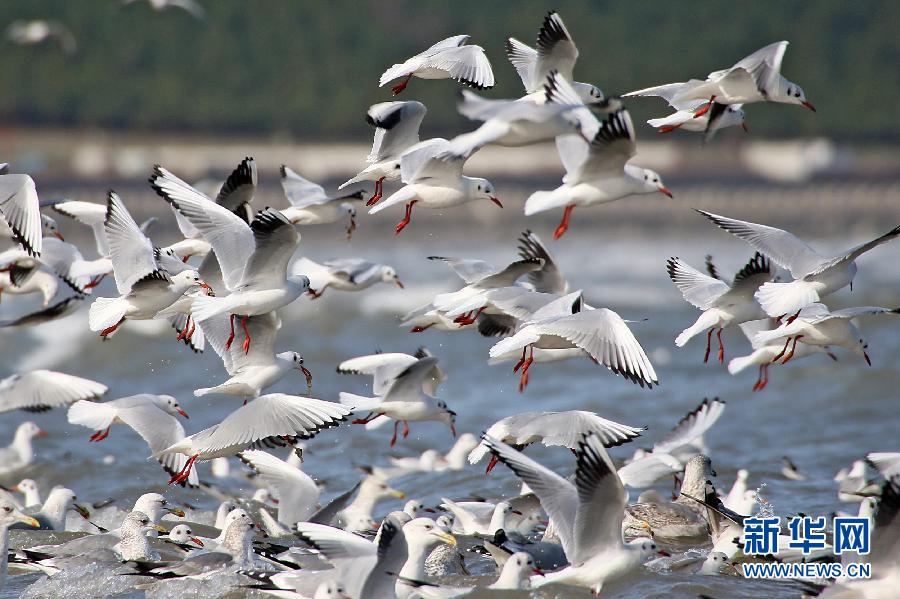 #（生态）（2）大批海鸥在山东烟台越冬
