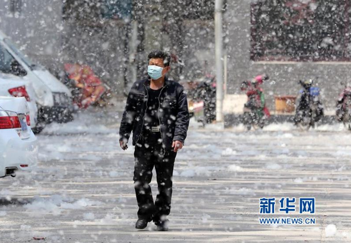 山东潍坊市区杨絮纷飞 四月“飘雪”