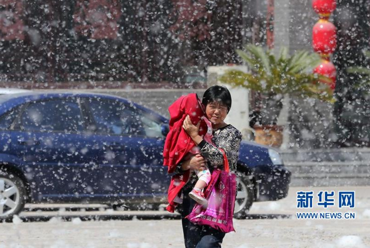 山东潍坊市区杨絮纷飞 四月“飘雪”