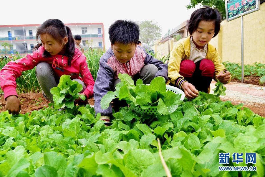 #（教育）（3）校园“微农场” 农娃学农事