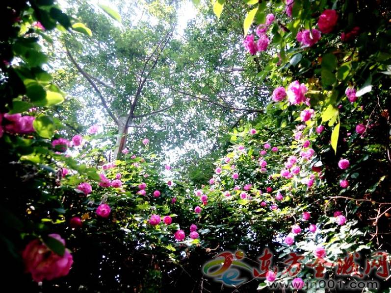 曲阜街头蔷薇簇簇 极具中国古典风情