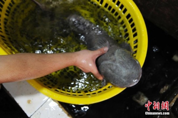 青岛渔民捕获两条黑色怪鱼 鮣鱼头部长吸盘(图)