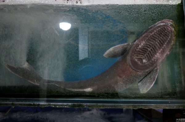 青岛渔民捕获两条黑色怪鱼 鮣鱼头部长吸盘(图)