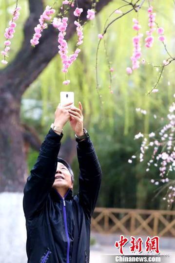 初春时节，济南各园林“花样”美景也正当时，引来游客竞相拍照。　梁犇摄
