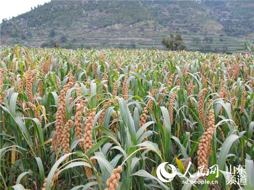 村里开发的“峪米”品牌系列五谷杂粮，成为区域支柱产业。