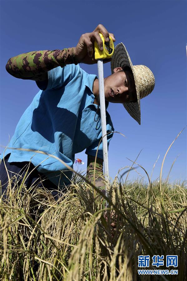 (图文互动·新华视点)(3)我国高产“海水稻”试种成功　数亿亩盐碱地有望成米粮仓