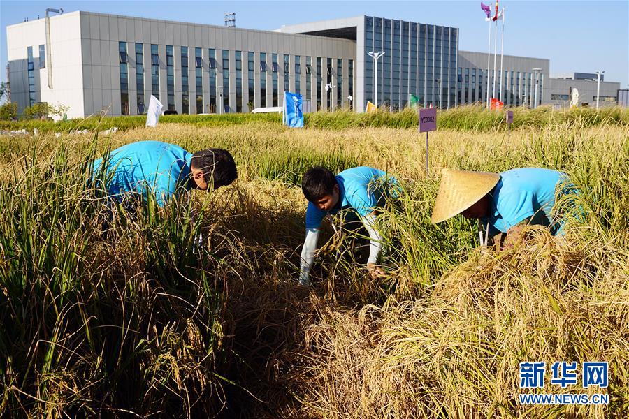 (图文互动·新华视点)(2)我国高产“海水稻”试种成功　数亿亩盐碱地有望成米粮仓