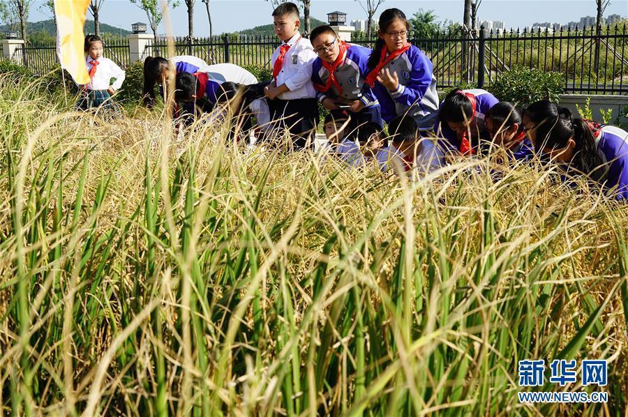 (图文互动·新华视点)(5)我国高产“海水稻”试种成功　数亿亩盐碱地有望成米粮仓