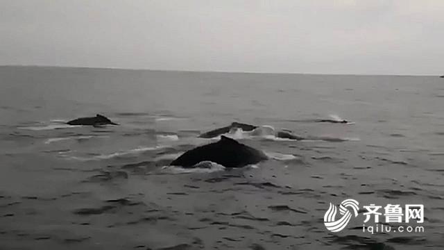 山东蓬莱长岛海域出现鲸鱼群 重现古时“龙兵过境”奇景