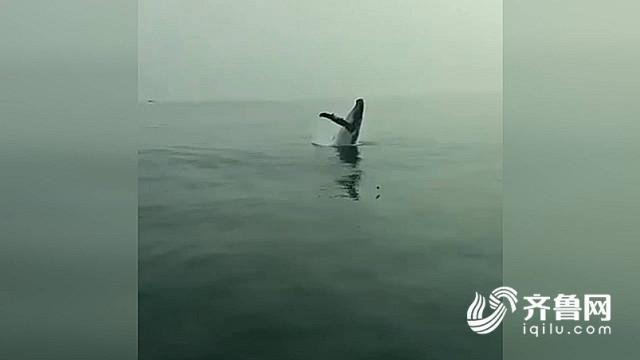 山东蓬莱长岛海域出现鲸鱼群 重现古时“龙兵过境”奇景