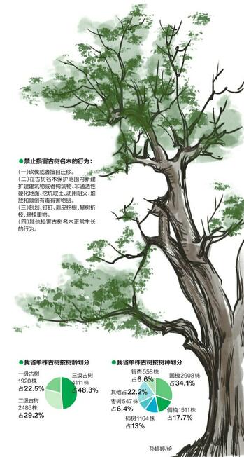 砍伐古树名木最高可罚30万 济南有2601棵古树名木登记在册