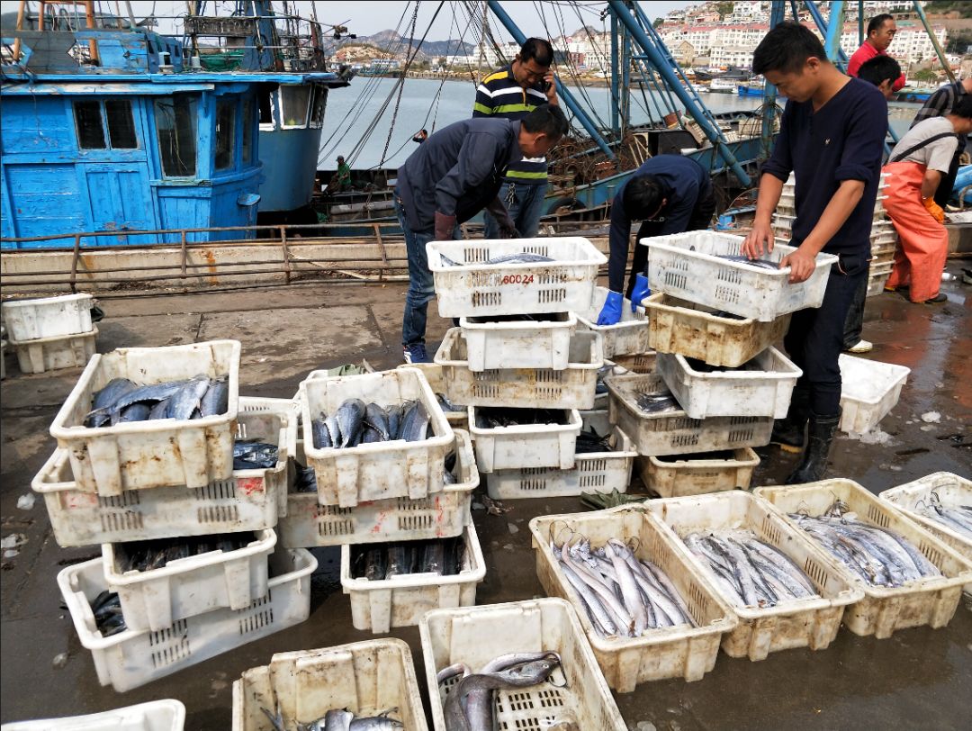 青岛渔港码头鱼蟹上岸 小杂鱼刚上岸就被“包圆”