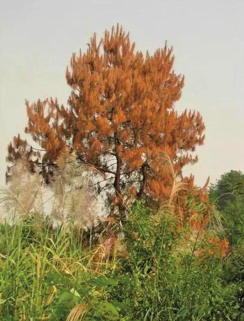 省自然资源厅披露：8市发生被称松树“癌症”的松材线虫疫情