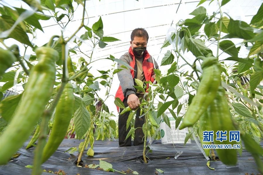 #（聚焦疫情防控）（1）山东聊城15吨爱心蔬菜送到湖北襄阳