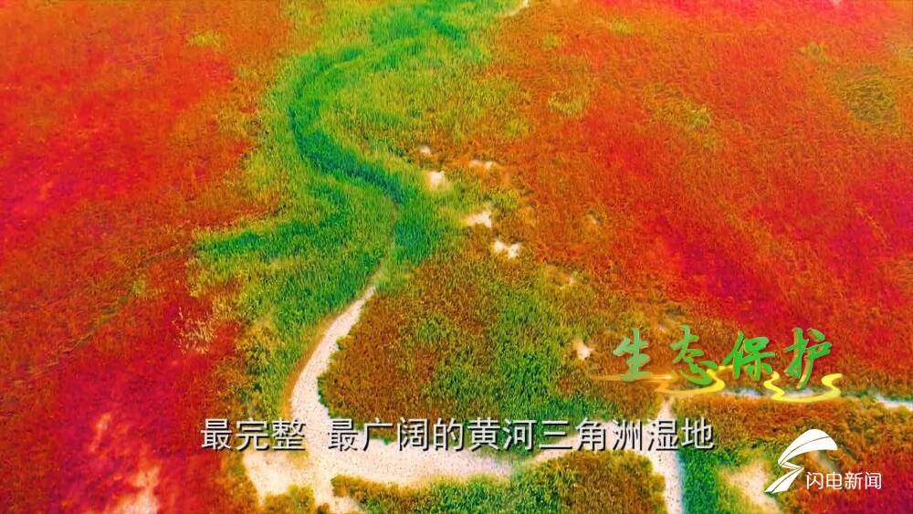 黄河入海丨生态优先绿色发展！山东推动黄河流域生态保护和高质量发展