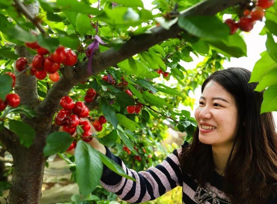 临朐县山旺镇农户正在大棚内挑选和采摘樱桃。（记者  谭佃贵 通讯员 刘瑞华 报道）
