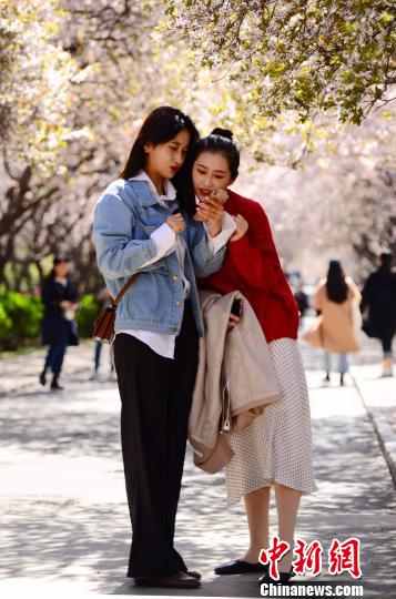 图为学子们徘徊于山东师范大学千佛山校区的三月芳菲中，在花间拍照，留住春天。　秋歌 摄
