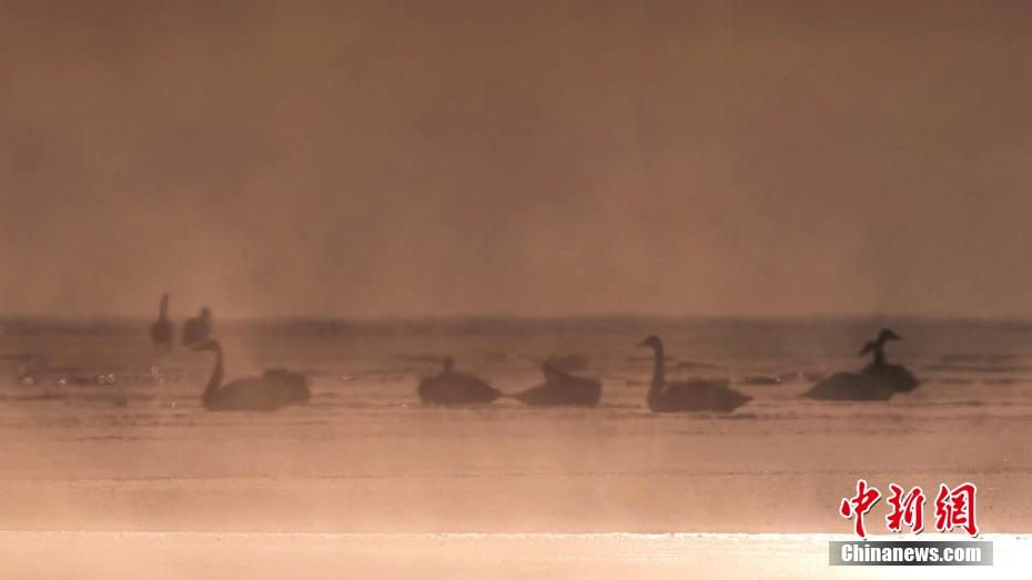 青海湖畔大天鹅集体“泡汤”画面唯美
