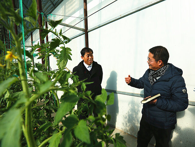 记者在西红柿大棚内采访。 记者在西红柿大棚内采访。