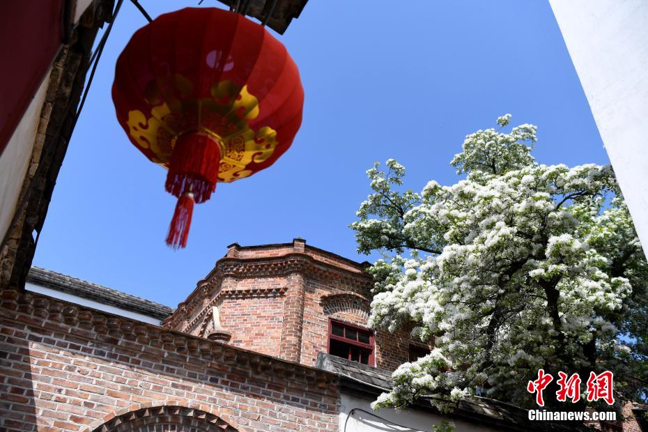 福州坊巷百年流苏树花朵盛开