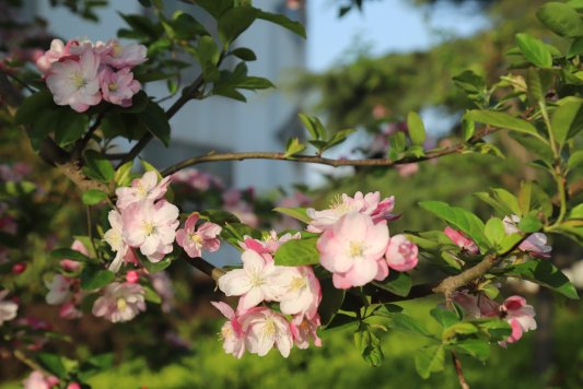 红杏花是什么意思 20220411082613113.jpeg