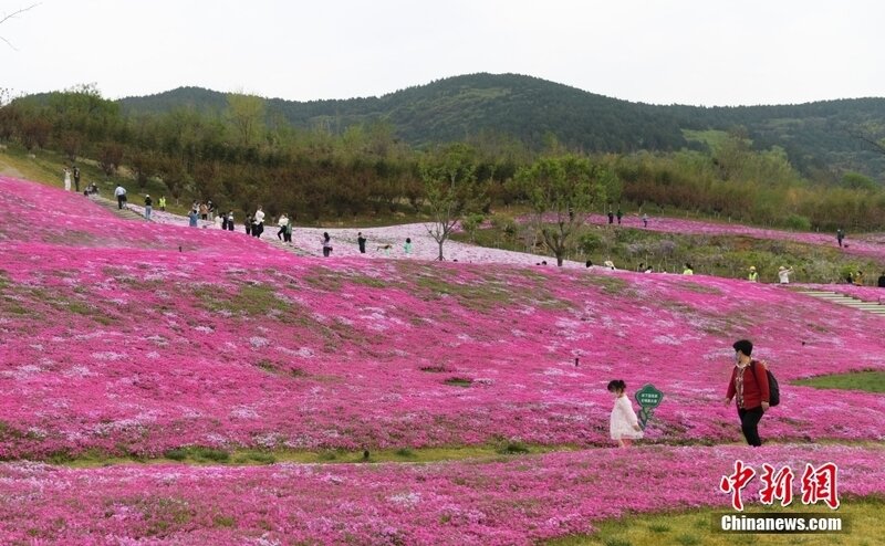 济南民众徜徉花海享春光