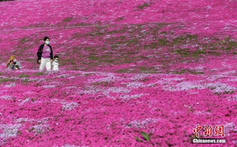 济南民众徜徉花海享春光