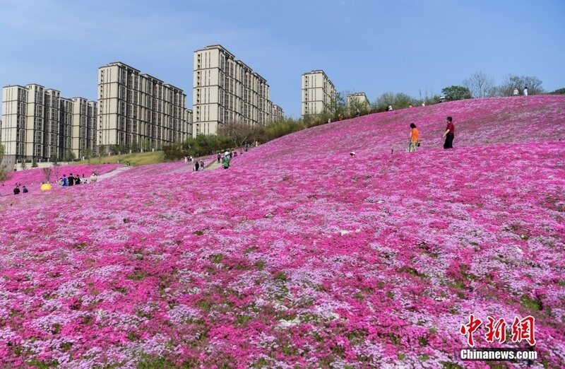 济南民众徜徉花海享春光