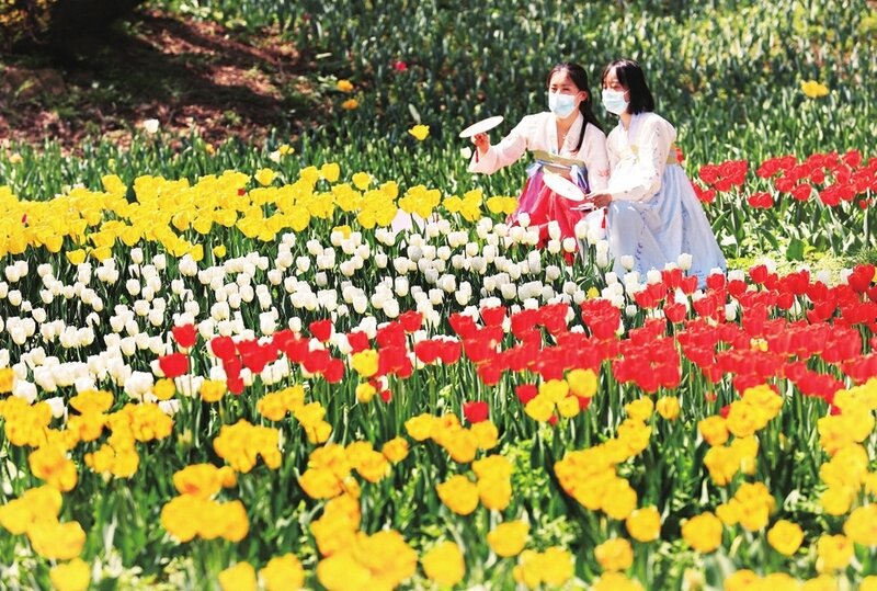 红叶谷叠翠春色美 郁金香花开诗意浓