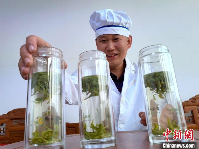 制茶师冲泡日照绿茶观其汤色。　乔祥明 摄