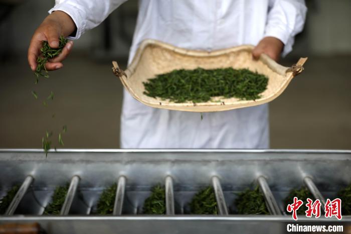 山东日照绿茶进入春茶采摘季