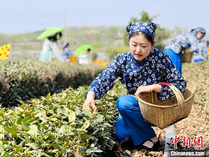 工人正在采摘日照绿茶。　乔祥明 摄