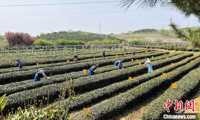 工人正在采摘日照绿茶。　乔祥明 摄