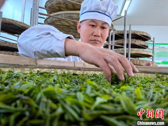 制茶师将刚刚采摘的日照绿茶摊开晾晒。　乔祥明 摄