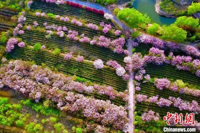 图为东港区南湖镇马陵水库茶园基地内，茶园与樱花交相辉映。　乔祥明 摄