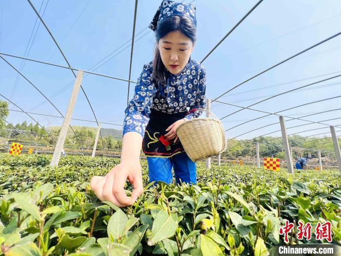 工人正在采摘日照绿茶。　乔祥明 摄