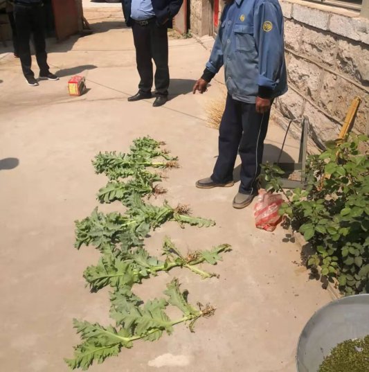 息陬派出所行政拘留一名非法种植罂粟的人员