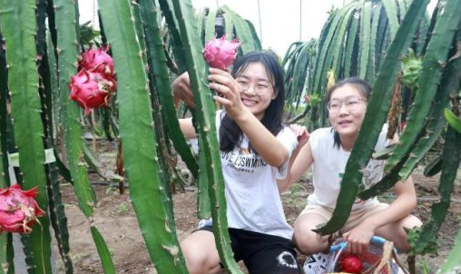 山东高密:火龙果园采摘乐