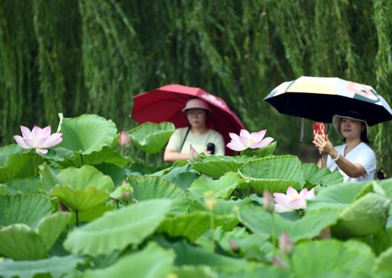 山东郯城:废弃坑塘变身农民致富“聚宝盆”