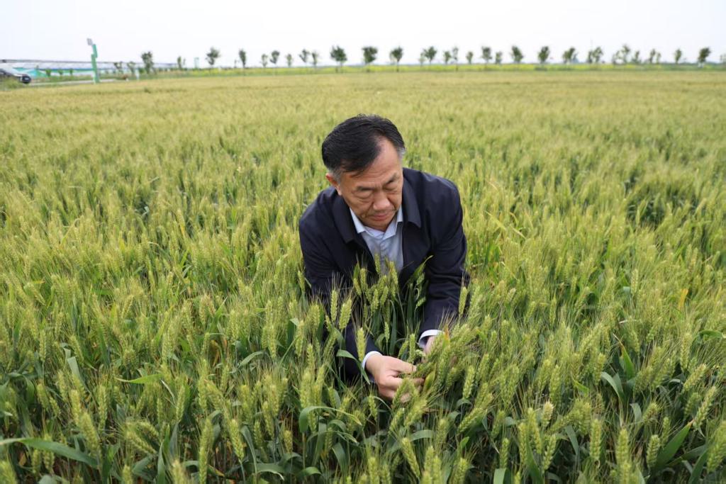 粮田里的“减肥”实验