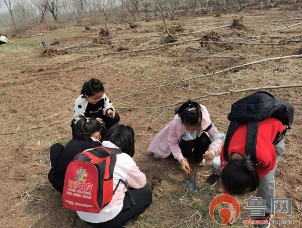 东营市海河小学陈伟玲图片