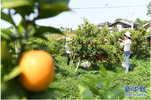 重庆忠县田园综合体开辟乡村振兴路